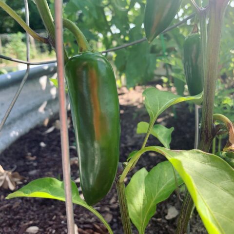 How To Grow Jalapenos In Pots Or Containers Counting Tomatoes