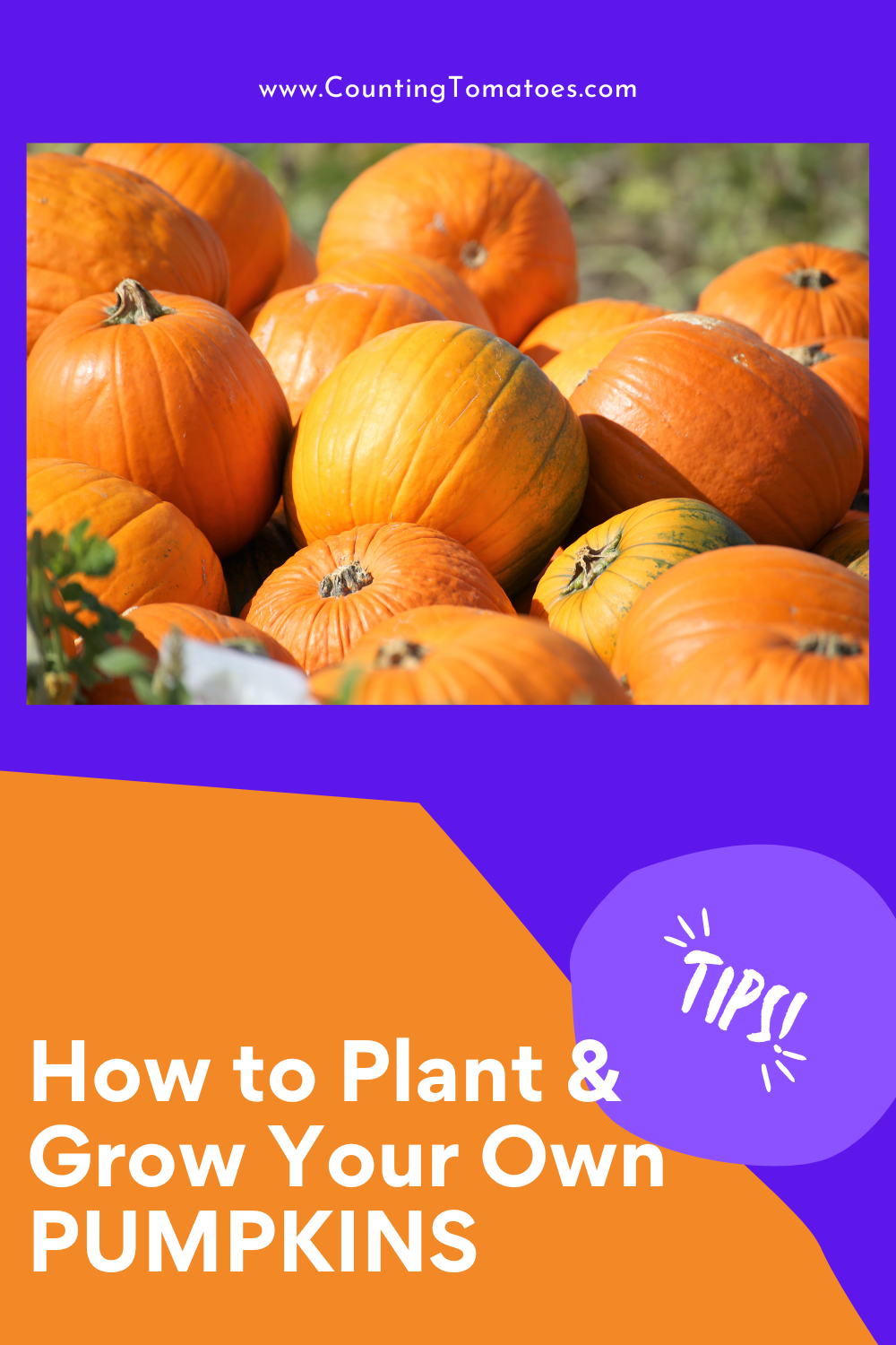 How To Plant Grow Pumpkins With Pumpkin Growth Stages