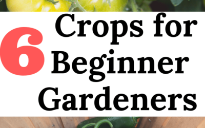 6 Crops for Beginner Gardeners