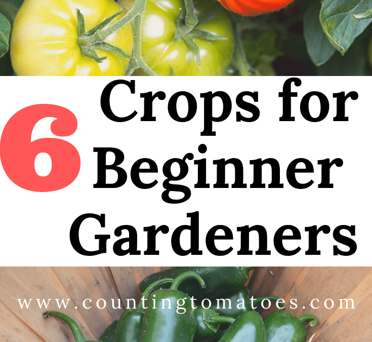 6 Crops for Beginner Gardeners