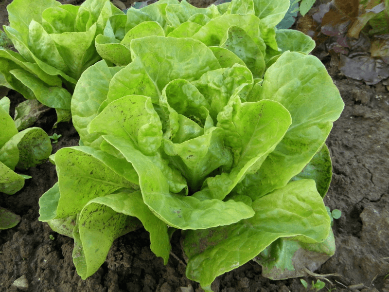 Lettuce