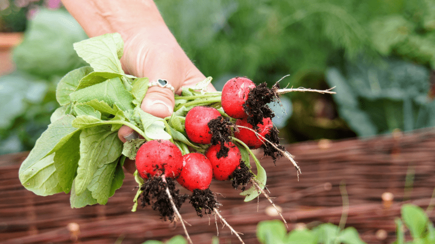 Radishes