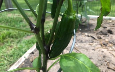 Gardening in Zone 9A – April Update Tomatoes, Peppers and Corn