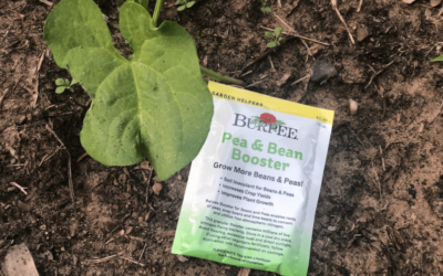 Bean & Pea Inoculant – How to Use in the Garden