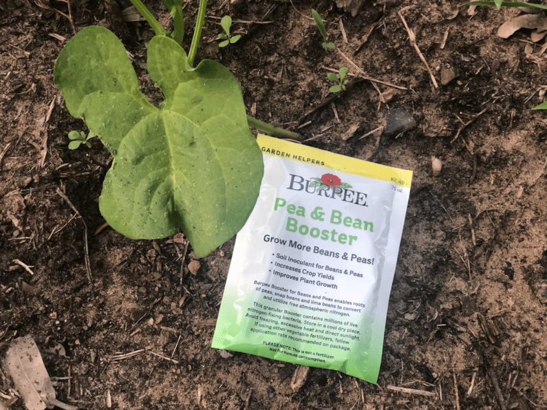 Bean & Pea Inoculant – How to Use in the Garden