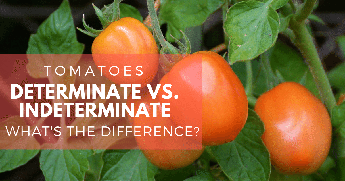 Determine vs. Indeterminate Tomatoes | Counting Tomatoes