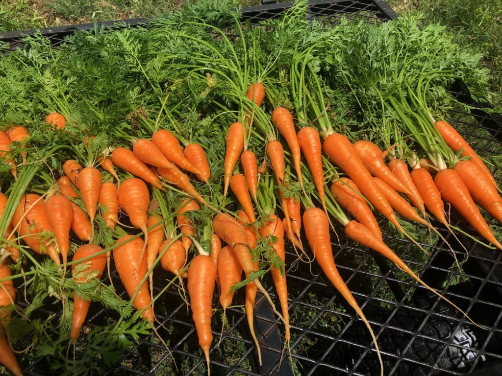 Fall Garden Carrots