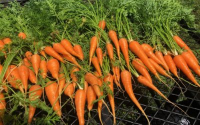 How to Freeze Carrots