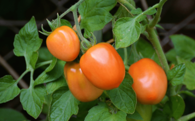 Tomatoes – Determinate vs. Indeterminate. What’s the Difference?