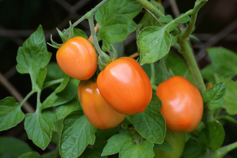 Roma Tomatoes on the Vine