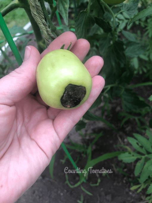 Tomato Blossom End Rot