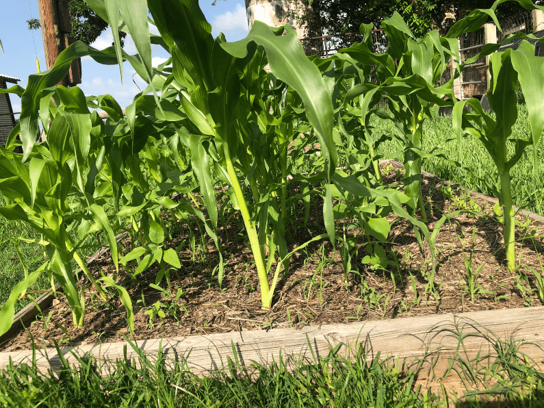 Corn Growing