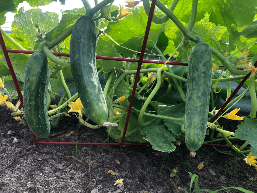 Cucumbers Growing