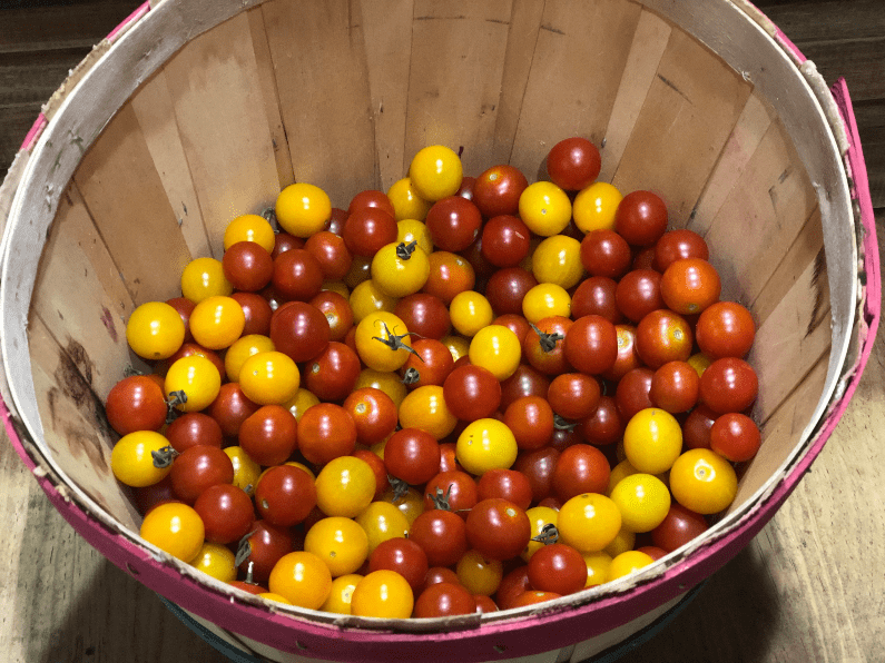 Jelly Belly Cherry Tomatoes in Zone 9A Garden