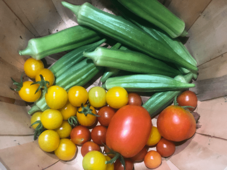 Tomatoes Okra in Basket from Gardening in zone 9A