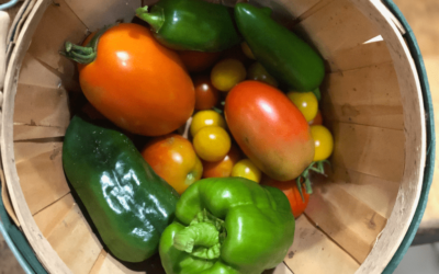 June Garden Results Plus Fall Garden Seed Starting