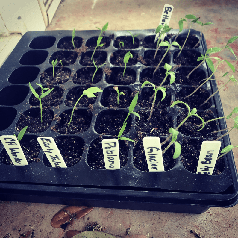 Tomato and Pepper Seedlings