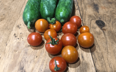 Gardening in Zone 9A – May Update – Okra, Cucumbers and more!