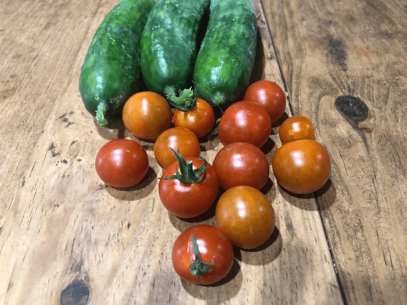 Gardening in Zone 9A – May Update – Okra, Cucumbers and more!