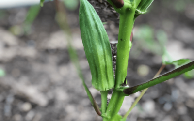 How to Grow Okra in Texas – A Complete Planting Guide