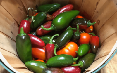 July Zone 9A Garden Update – Peppers and Hot Weather