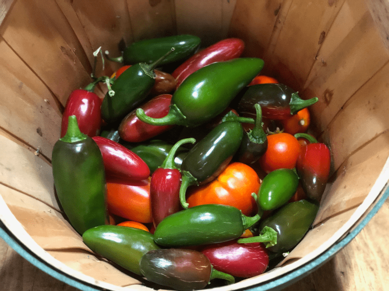 July Zone 9A Garden Update – Peppers and Hot Weather