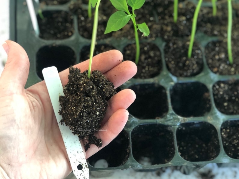 Remove seedlings from seed starting cells to repot
