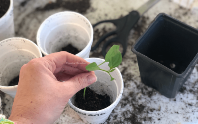 How to Repot Seedlings