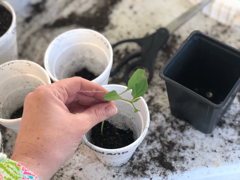 Repotting seedling in larger pot and fill with clean potting soil