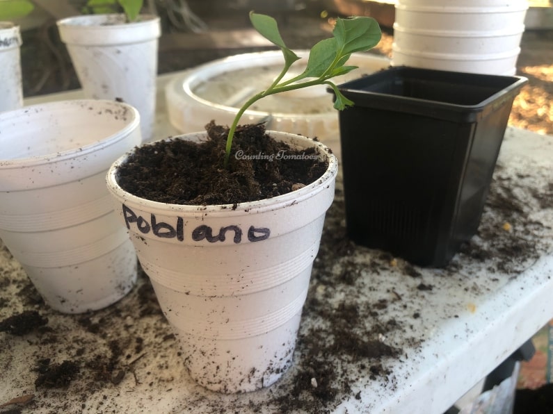 Repot Poblano Pepper Seedling