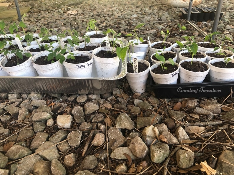 Repotted tomato and pepper seedlings