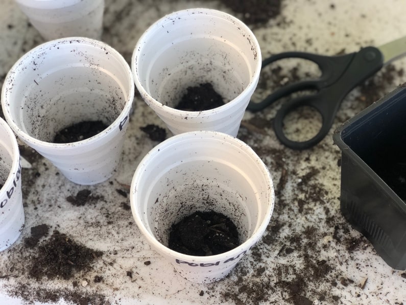 Supplies to Repot Seedlings 