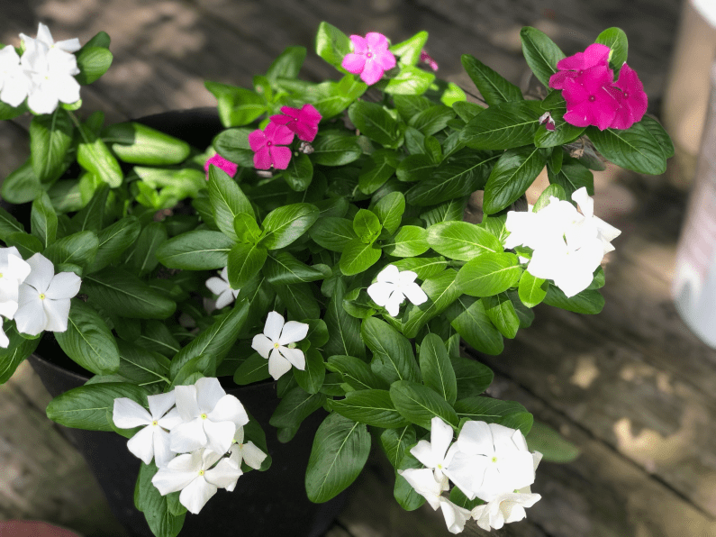 Vinca Flowers in the Zone 9A Garden