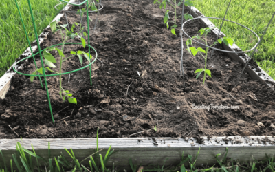 Growing Fall Tomatoes