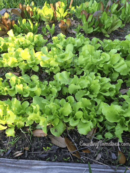 Lettuce Plants Growing