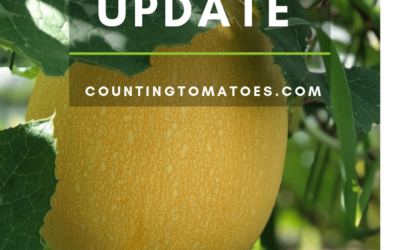 August Garden Update – Zone 9A Gophers and Spaghetti Squash