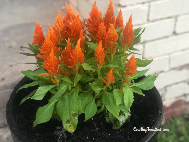 Orange Celosia Flowers