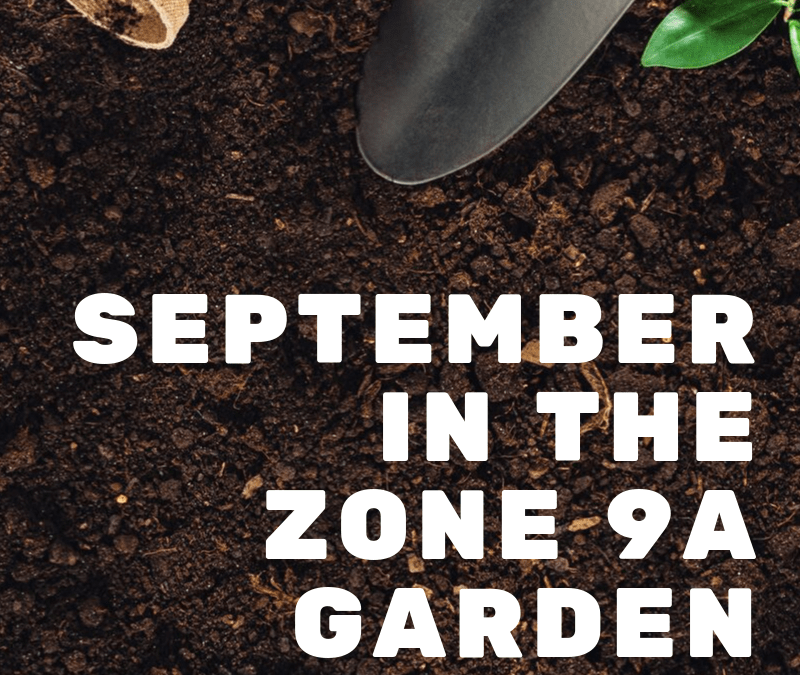September Garden Update – Zone 9A