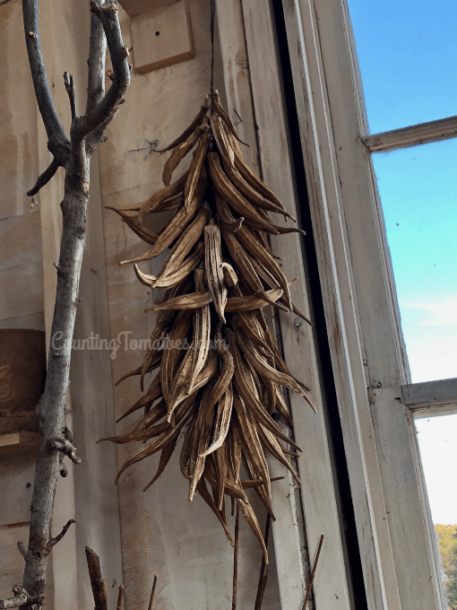 Dried Okra Pods in P Allen Smith's drying room