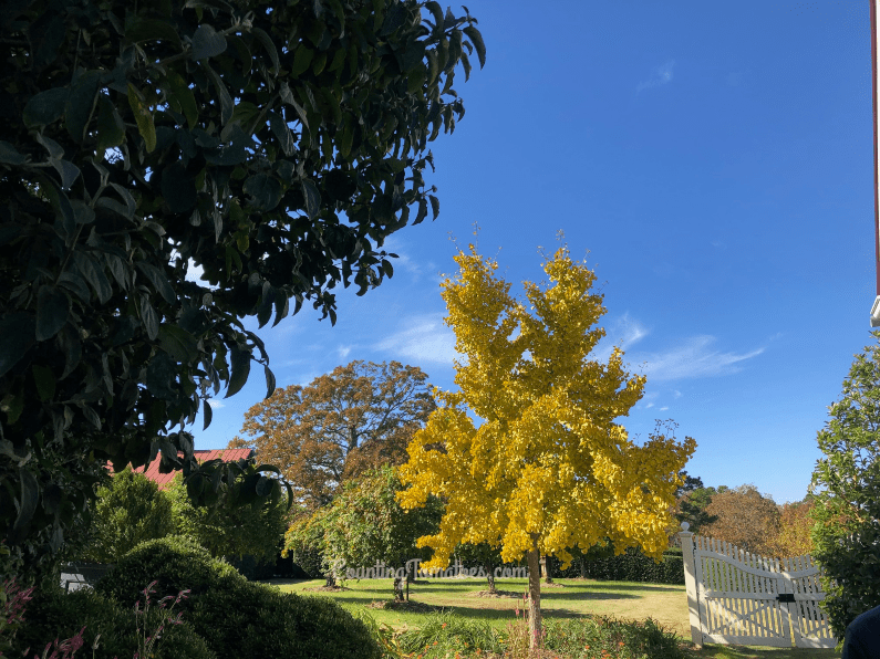 Ginkgo Tree in the fall at P Allen Smith's Moss Mountain Farm