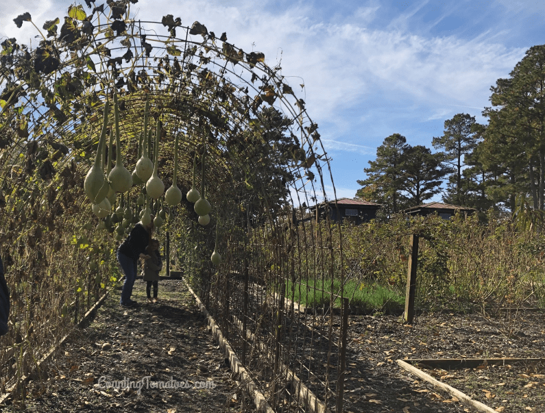 Gourd Trellis