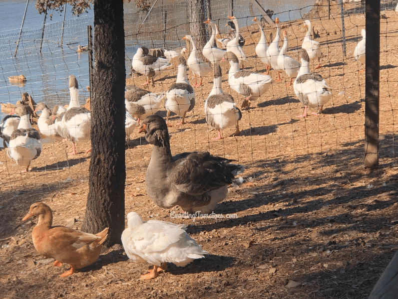 P Allen Smith Ducks