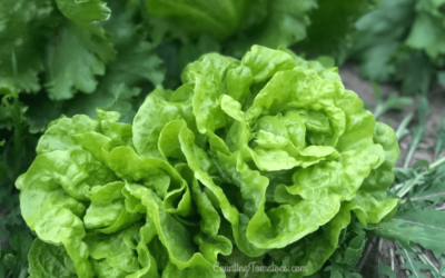 How to Grow Lettuce from Seed