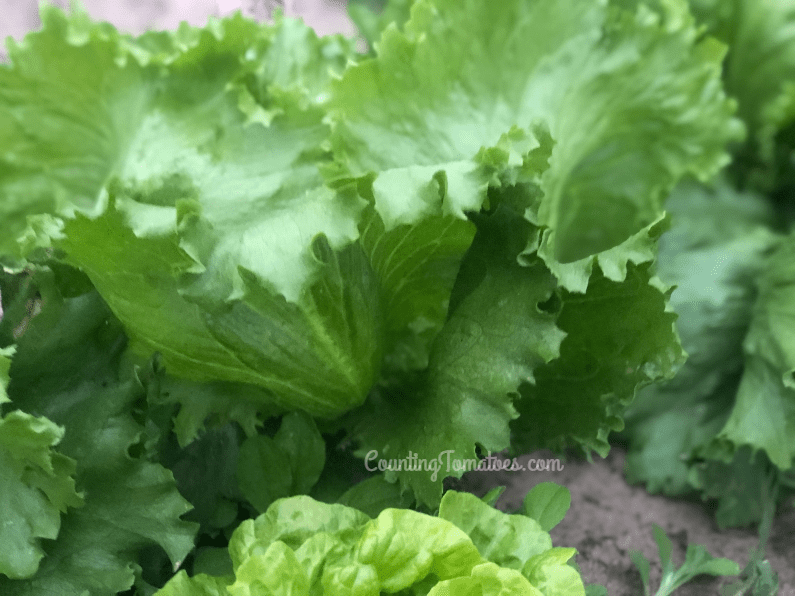Growing Green Leaf Lettuce