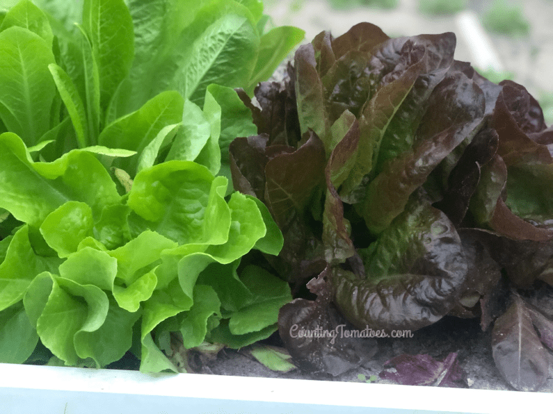 Growing Lettuce from Seed