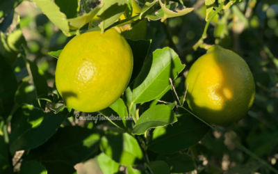 Fertilizing Lemon Trees