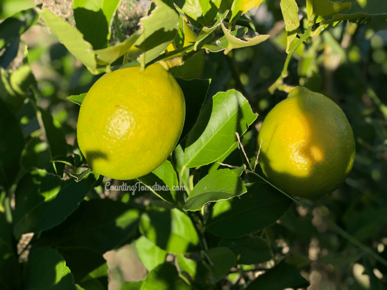 Homegrown Lemons
