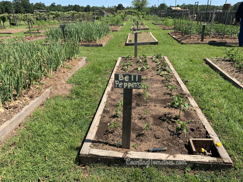 Peppers and Eggplant in Raised Beds