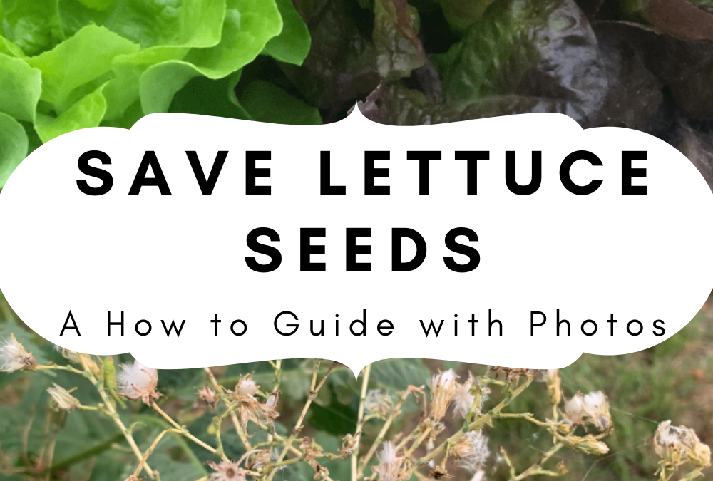 How to Harvest Lettuce Seeds with Photos