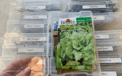 How to Store and Organize Seed Packets